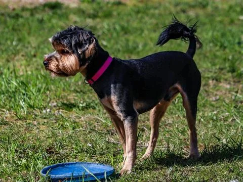 Dog Stock Photos