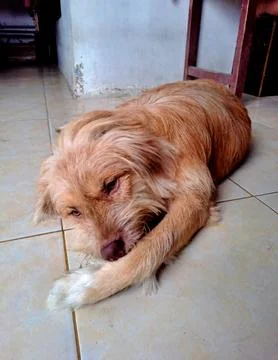 A dog Stock Photos