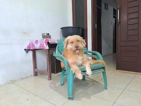 A dog Stock Photos
