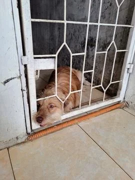 The dog Stock Photos