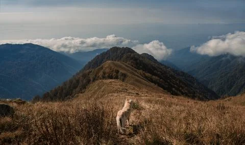 Dog in the Stock Photos