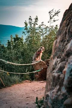 The dog 스톡 사진