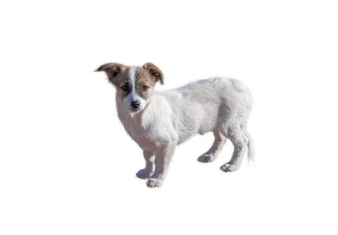 A dog Stock Photos