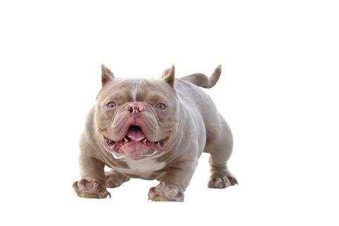 Dog Stock Photos