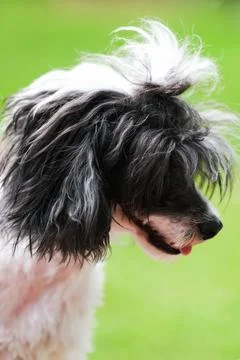 Dog Stock Photos