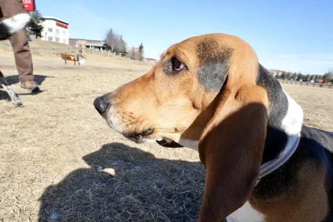 Dog Fotos de archivo