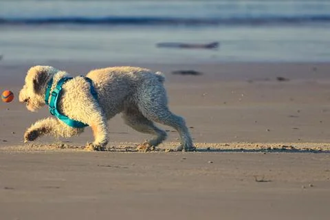 Dog Stock Photos