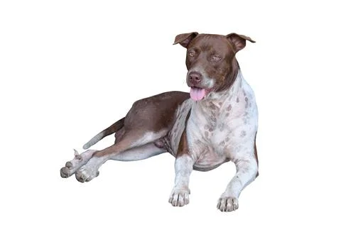 Dog Stock Photos
