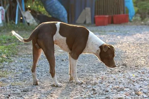 Dog 写真素材