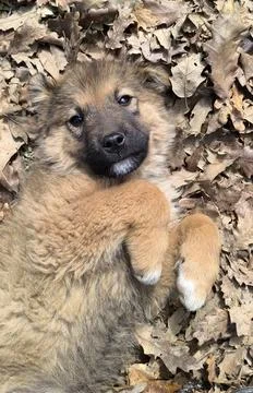 Dog Stock Photos