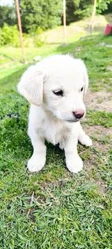 Dog Stock Photos