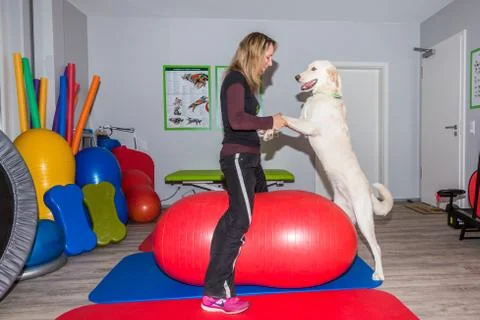 Dog physiotherapy Stock Photos