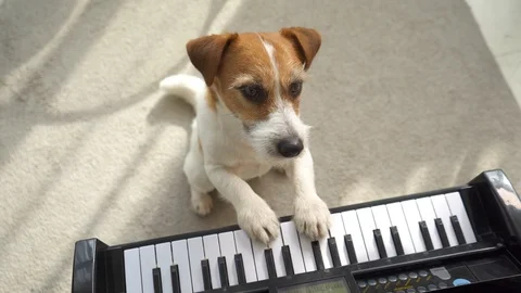 Dog piano Stock Footage 125902162