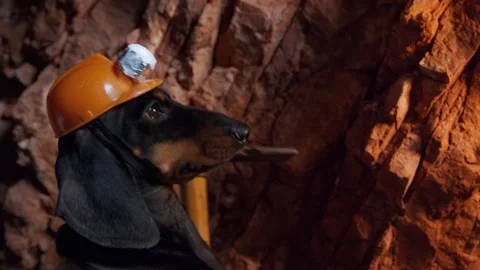 Dog with pick in helmet with lantern in cave Underground tourism, mountaineering Stock Footage 245671380