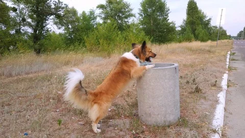 Dog picking up trash and plastics and throws it into a garbage can. 库存影片 112672241