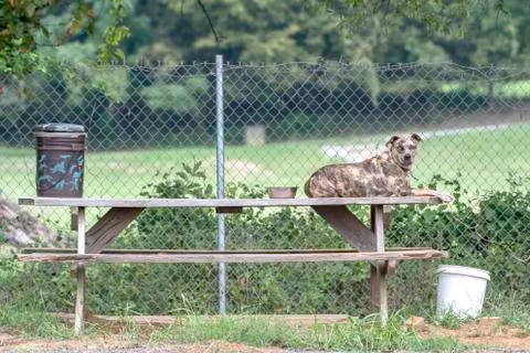 Dog on picnic table Stock Photos