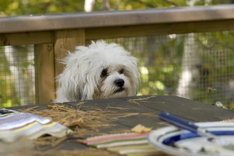 Dog At Picnic Table Stock Photos