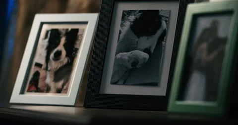 Dog picture inside sadness night 4K Stock Footage 309879155