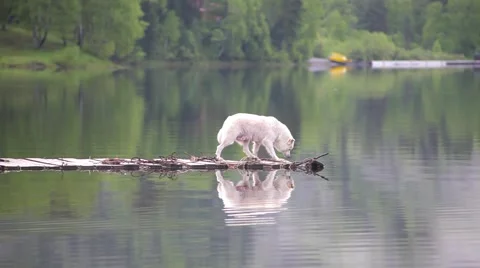Dog on the pier Stock Footage 50887770