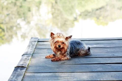 Dog on the Pier Stock Photos