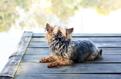Dog on the Pier Stock Photos