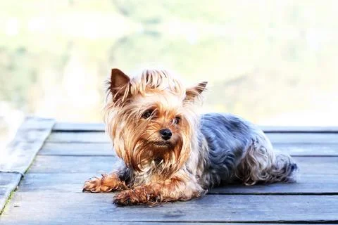 Dog on the Pier Stock Photos