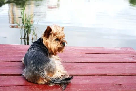 Dog On The Pier Stock Photos