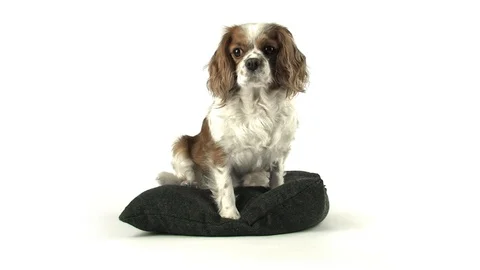 Dog on Pillow Stock Footage 98678982