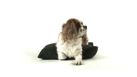 Dog on Pillow Looking Stock Footage 98678975