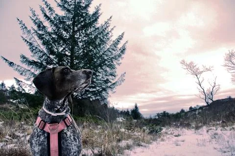 Dog by a pine tree under a pink winter sunset Stock Photos