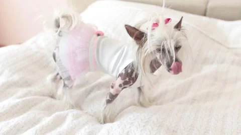 Dog with pink bow Stock Footage 60126935