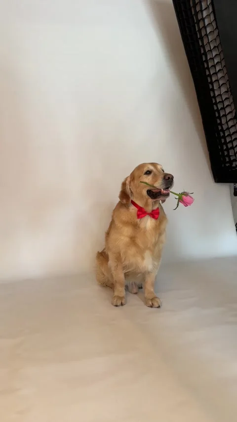 Dog with Pink Rose, Red Bow Tie Posing for Valentine’s Day Celebration Stock Footage 341462088