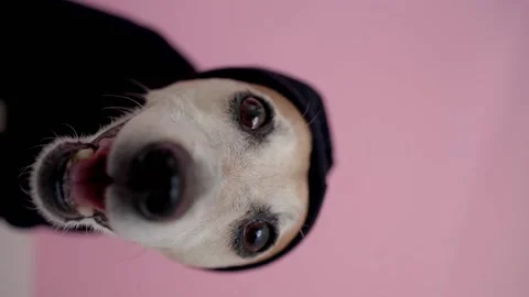 Dog pink3 Video stock 138001815