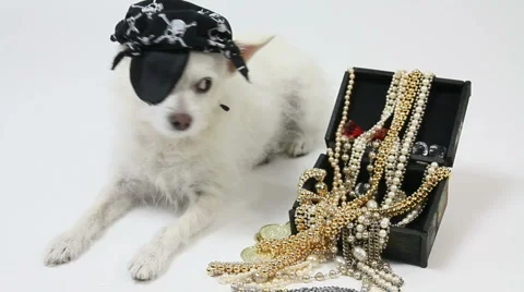 Dog Pirate Wears Eye Patch and Skull Bandana Guards Loot Stock Footage 1053653