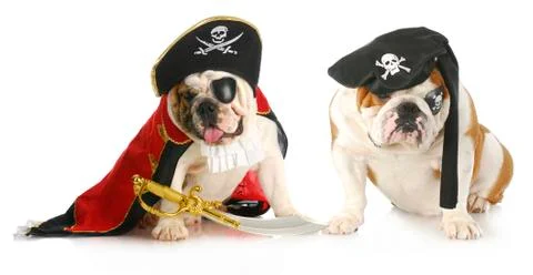 Dog pirates Stock Photos