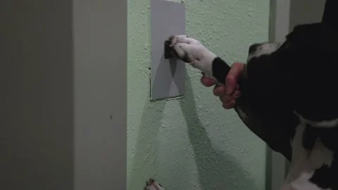 The dog is pishing on the button Stock Footage 151156099