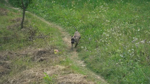 Dog of the pit bull shape Stock Footage 94456331