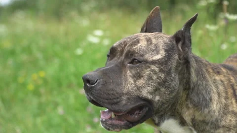 Dog of the pit bull shape Video stock 95291961
