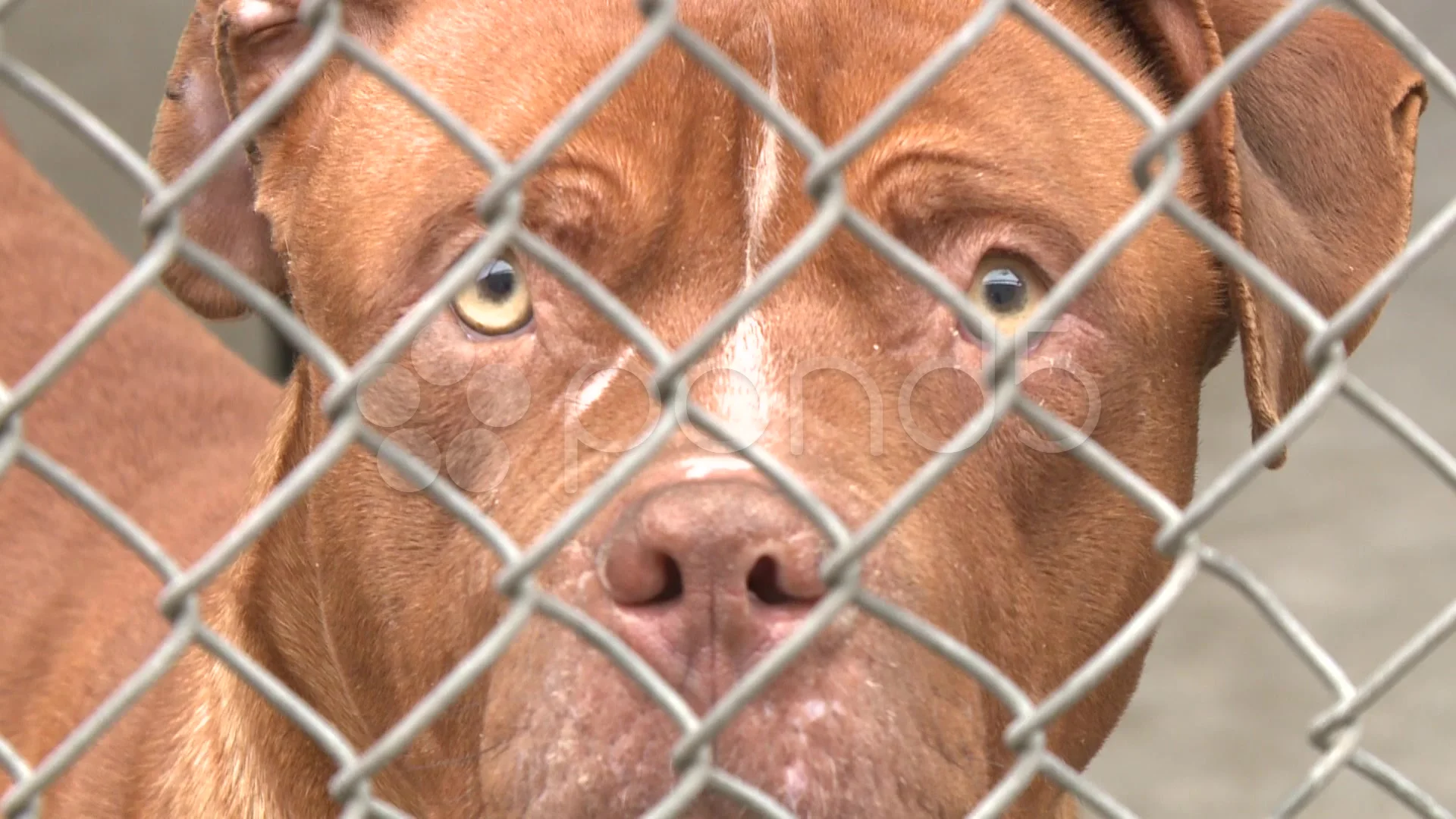 pitbull fence