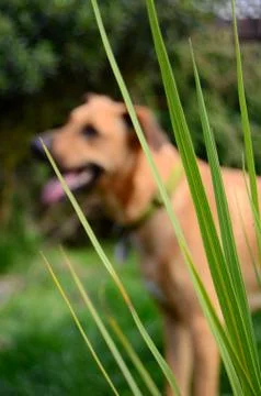Dog with plants in foreground Stock Photos