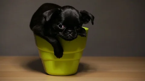 Dog plastic cup dark background hd footage Stock Footage 122198238