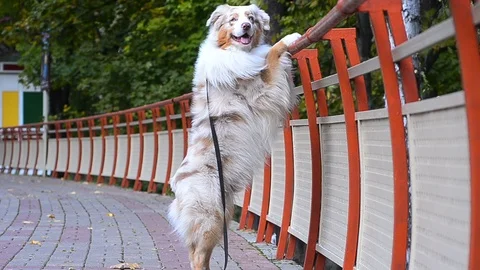 Dog on a platform stands on hind paws Stock Footage 100425013