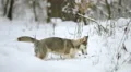 Dog play with branch in a snowy forest. Real time capture 4k or 4k+ Resolution