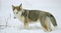Dog play with branch in a snowy forest. Real time capture 4k or 4k+ Resolution