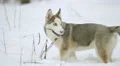 Dog play with branch in a snowy forest. Real time capture 4k or 4k+ Resolution