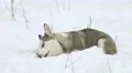 Dog play with branch in a snowy forest. Real time capture 4k or 4k+ Resolution