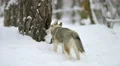 Dog play with branch in a snowy forest. Real time capture 4k or 4k+ Resolution