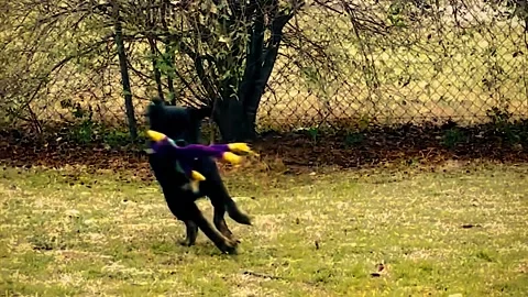 Dog At Play Stockbeeldmateriaal 181120219