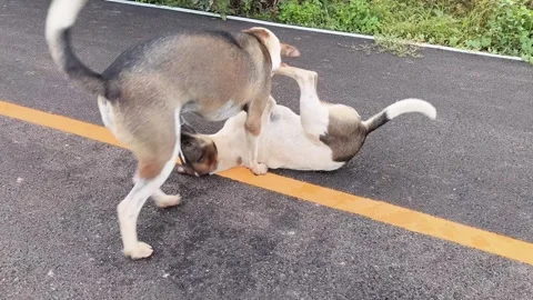 Dog play Stock Footage 337214513