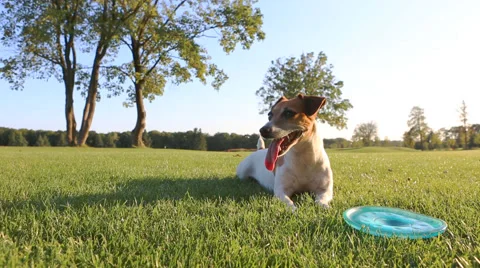 Dog play outside Vídeo Stock 45866960